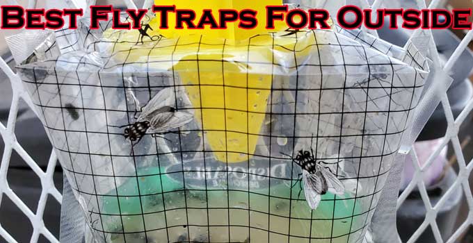 Best Fly Traps For Outside