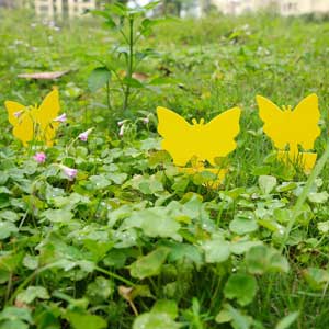 Yellow Sticky Bug Traps