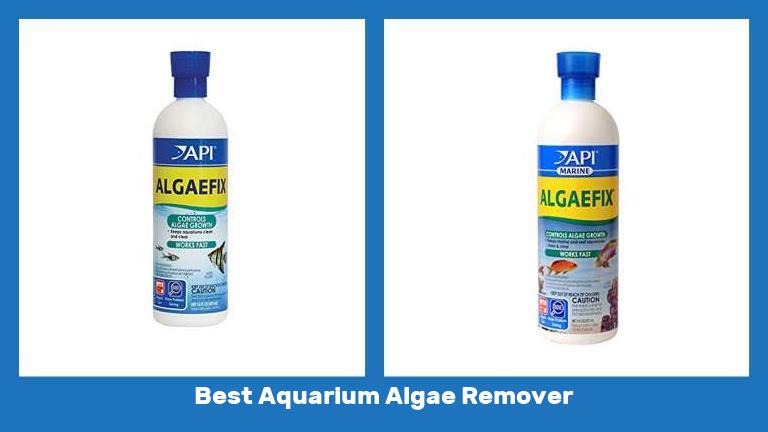 Best Aquarium Algae Remover