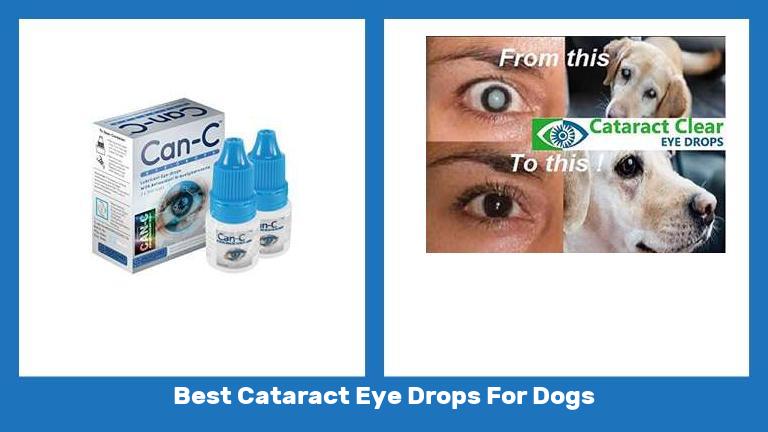 Best Cataract Eye Drops For Dogs
