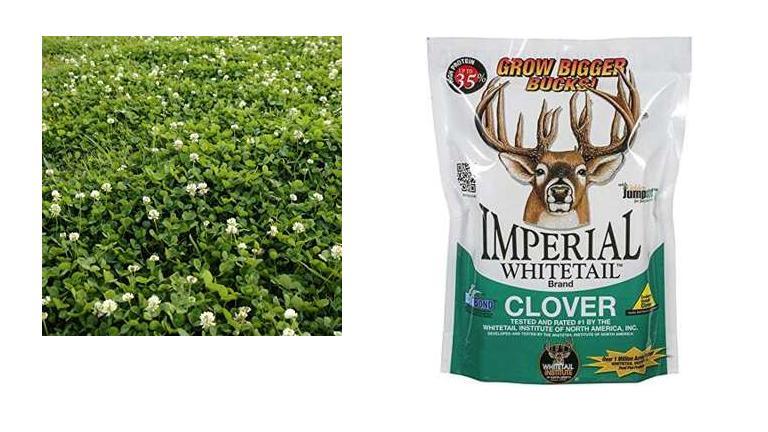 Best Shade Tolerant Deer Food Plot