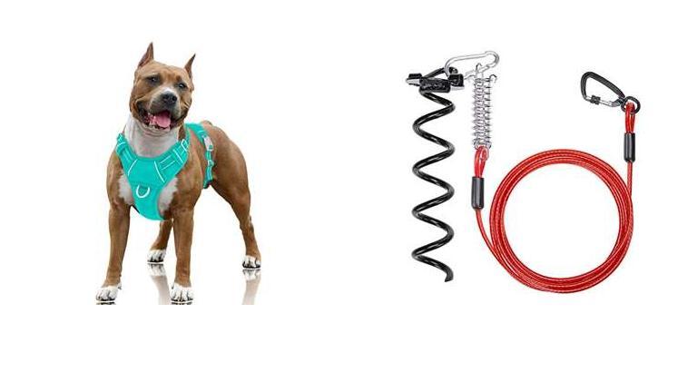 Best Shock Collar For Bullmastiff