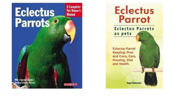 Best Toys For Eclectus Parrots