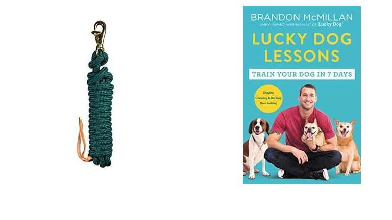 Best Training Collar For Stubborn Dogs