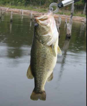 How to Catch Big Bass