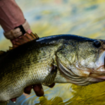 How to Catch Big Bass