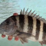 How to Catch Sheepshead