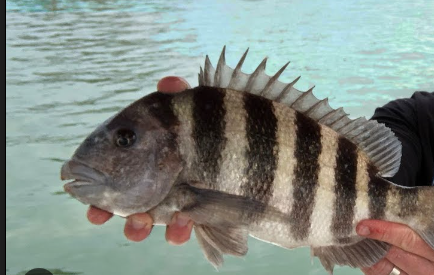 How to Catch Sheepshead