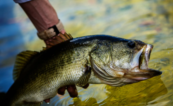 How to Catch Big Bass